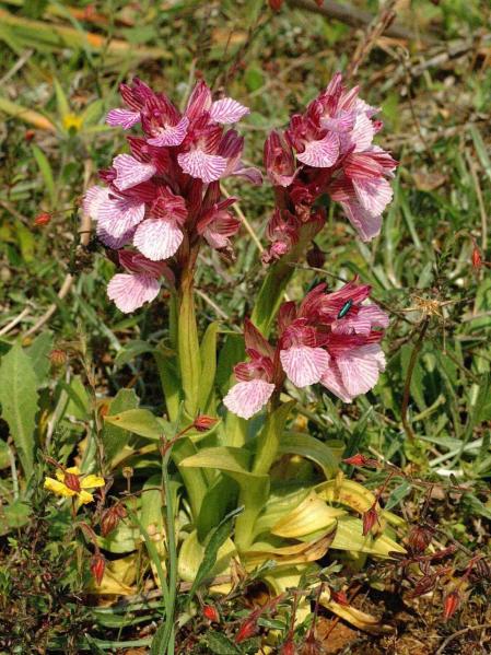 Navarra es una tierra rica en orquídeas, unas plantas que protagonizan un par de talleres estos días.
