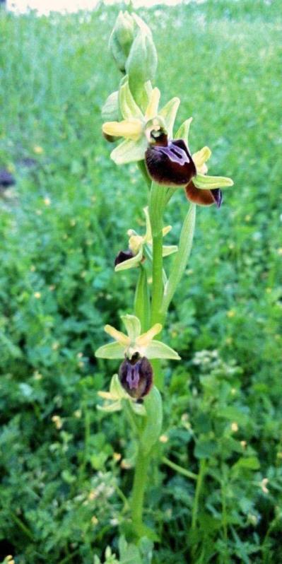 Navarra es una tierra rica en orquídeas, unas plantas que protagonizan un par de talleres estos días.