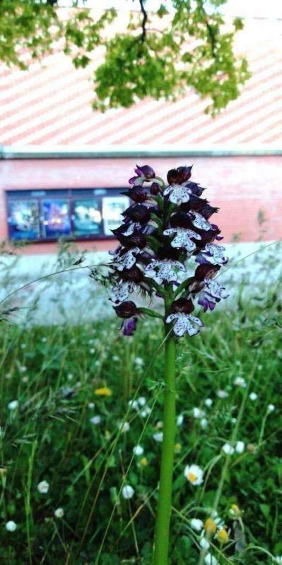 Navarra es una tierra rica en orquídeas, unas plantas que protagonizan un par de talleres estos días.