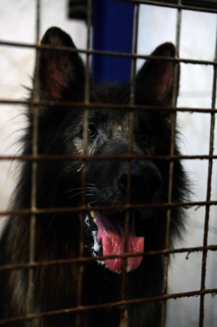 Los abandonos de perros y gatos se producen en Navarra durante todo el año, no solo en verano. Desde enero, a la Fundación Protectora de Animales de Pamplona han llegado 45 perros y 35 gatos. Estos son algunos de sus protagonistas.