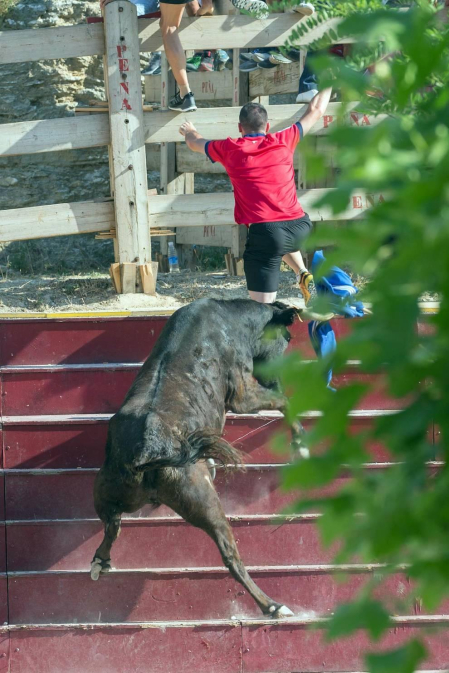 Todas las fotos del encierro del Estrecho de Arguedas 2019 en Diario de Navarra