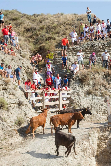 Todas las fotos del encierro del Estrecho de Arguedas 2019 en Diario de Navarra