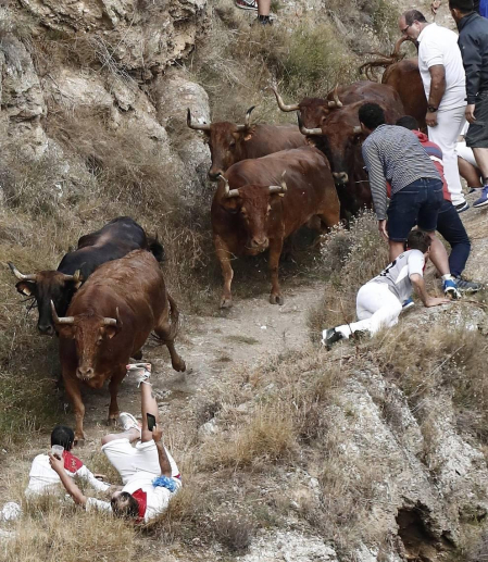 Todas las fotos del encierro del día 11 de agosto de del Pilón de Falces, una carrera que duró dos minutos y 15 segundos.