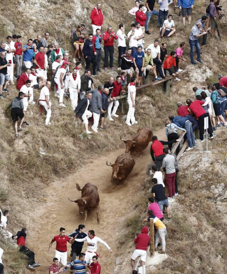 Todas las fotos del encierro del día 11 de agosto de del Pilón de Falces, una carrera que duró dos minutos y 15 segundos.