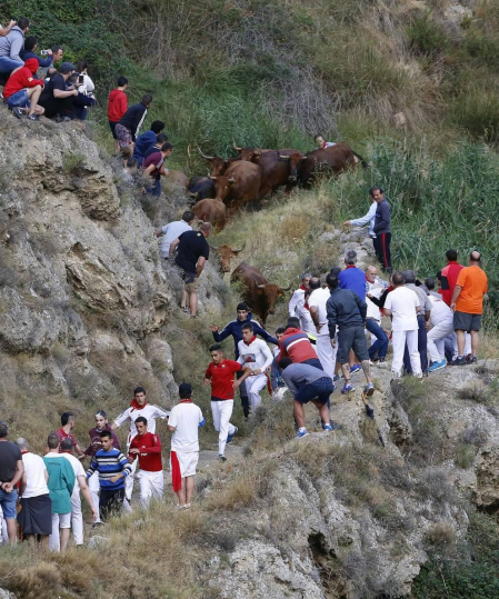 Todas las fotos del encierro del día 11 de agosto de del Pilón de Falces, una carrera que duró dos minutos y 15 segundos.