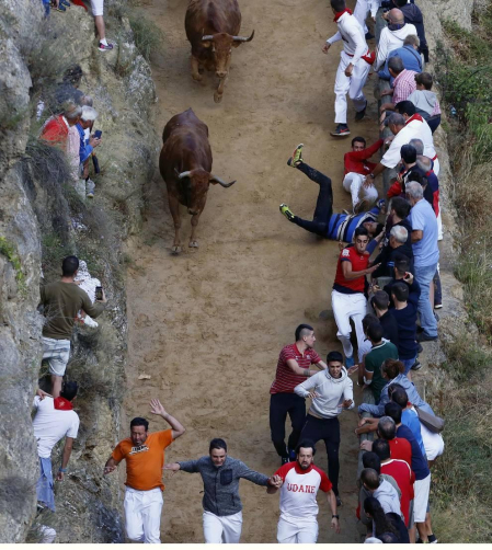 Todas las fotos del encierro del día 11 de agosto de del Pilón de Falces, una carrera que duró dos minutos y 15 segundos.