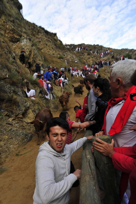 Todas las fotos del encierro del día 11 de agosto de del Pilón de Falces, una carrera que duró dos minutos y 15 segundos.