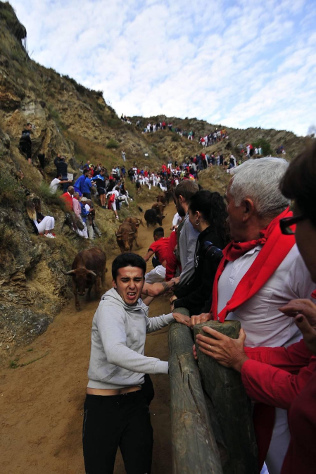 Todas las fotos del encierro del día 11 de agosto de del Pilón de Falces, una carrera que duró dos minutos y 15 segundos.