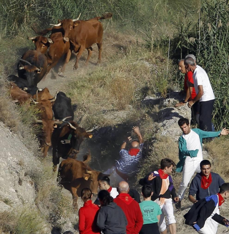 Todas las fotos del encierro del día 14 de agosto de del Pilón de Falces.