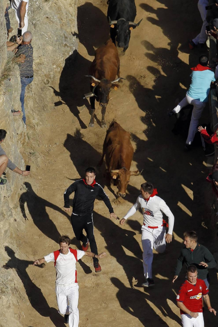 Todas las fotos del encierro del día 14 de agosto de del Pilón de Falces.