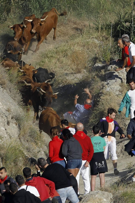 Todas las fotos del encierro del día 14 de agosto de del Pilón de Falces.