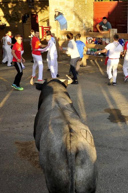 Todas las fotos del segundo encierro de fiestas de Tafalla 2019 en Diario de Navarra