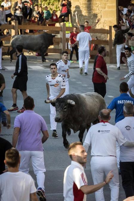 Todas las fotos del segundo encierro de fiestas de Tafalla 2019 en Diario de Navarra