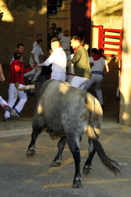 Todas las fotos de la cogida del callejón del tercer encierro de fiestas de Tafalla, en Diario de Navarra