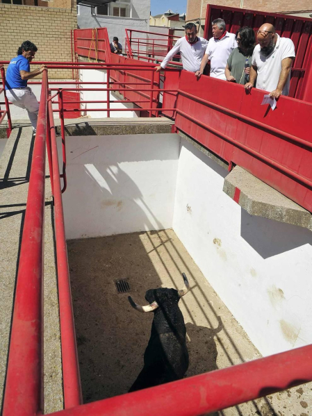 Todas las fotos del encierro del día 3 de septiembre de fiestas de Peralta y del sorteo de los toros