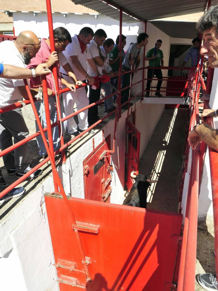 Todas las fotos del encierro del día 3 de septiembre de fiestas de Peralta y del sorteo de los toros