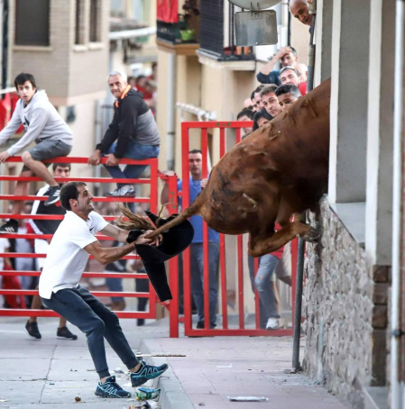 Un toro, a punto de acceder a una casa de Milagro por la ventana