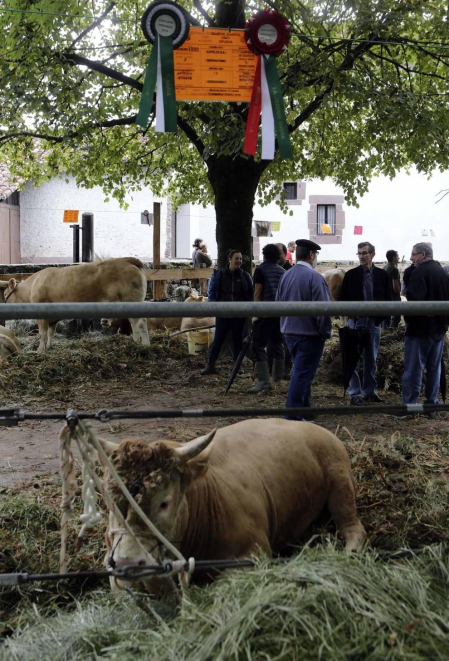 Todas las fotos de la feria de la vaca pirenaica en Elizondo