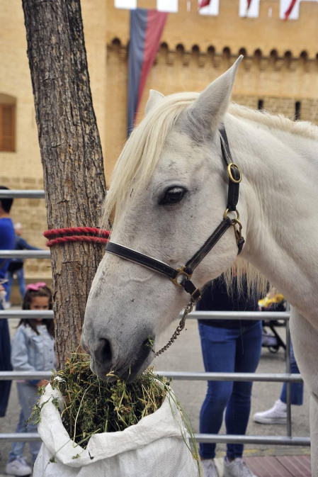 La localidad navarra acogió la feria del caballo este sábado 12 de octubre.