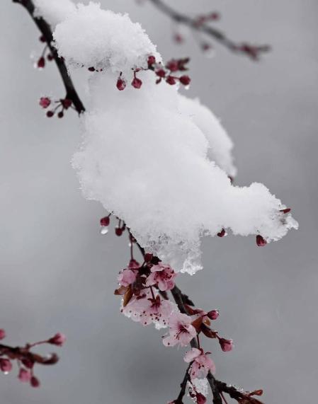 Fotos de la nieve en las localidades navarras de Roncesvalles y Burguete