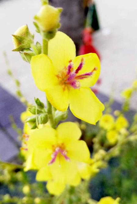 Fotos de la primavera enviadas por los lectores de diariodenavarra.es