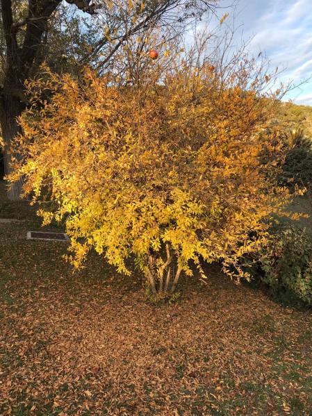 Fotos enviadas por los lectores durante el otoño de 2020.