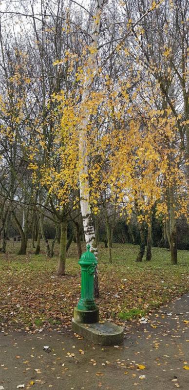 Fotos enviadas por los lectores durante el otoño de 2020.
