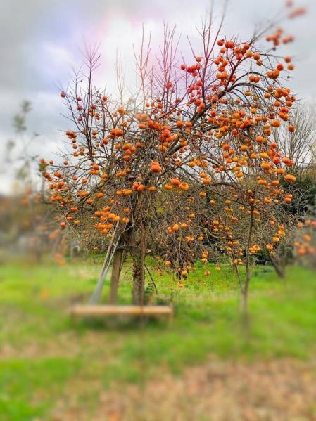 Fotos enviadas por los lectores durante el otoño de 2020.