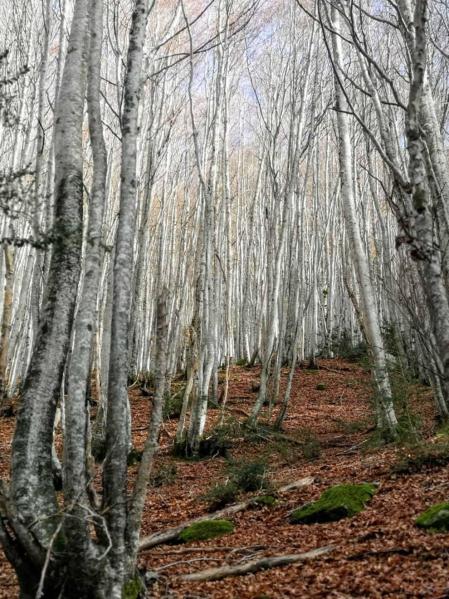 Fotos enviadas por los lectores durante el otoño de 2020.