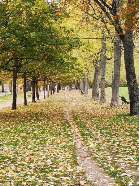 Fotos enviadas por los lectores durante el otoño de 2020.