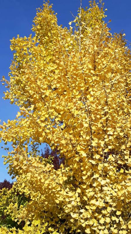 Fotos enviadas por los lectores durante el otoño de 2020.
