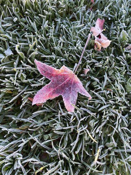 Fotos enviadas por los lectores durante el otoño de 2020.