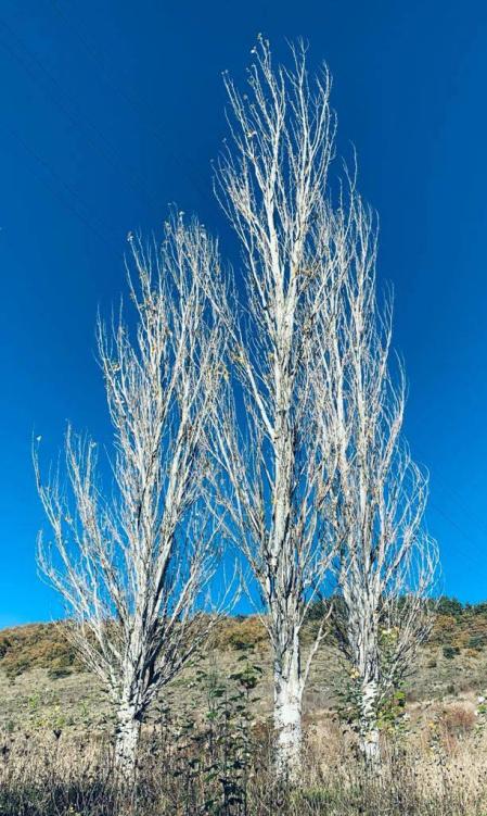 Fotos enviadas por los lectores durante el otoño de 2020.