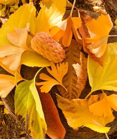 Fotos enviadas por los lectores durante el otoño de 2020.