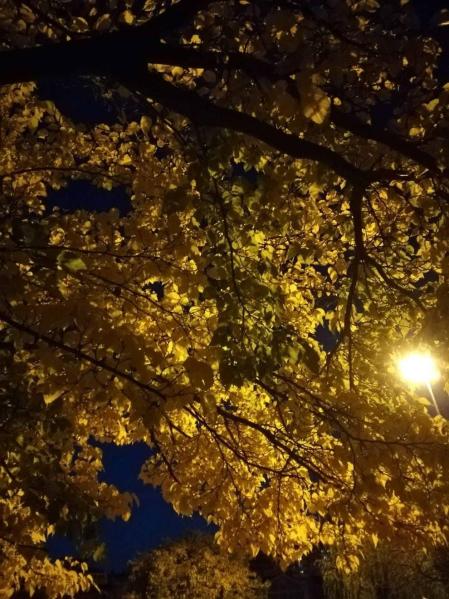 Fotos enviadas por los lectores durante el otoño de 2020.