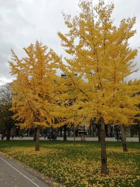 Fotos enviadas por los lectores durante el otoño de 2020.