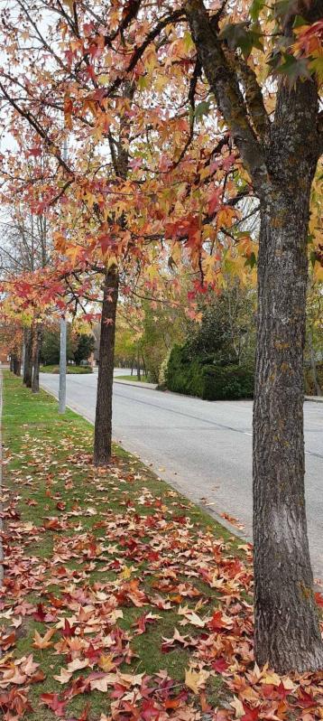 Fotos enviadas por los lectores durante el otoño de 2020.
