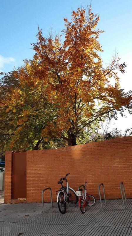 Fotos enviadas por los lectores durante el otoño de 2020.