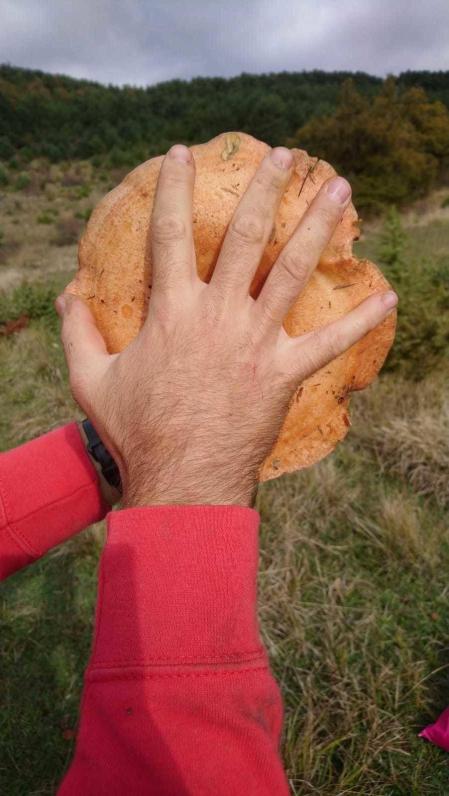 Fotos enviadas por los lectores durante el otoño de 2020.