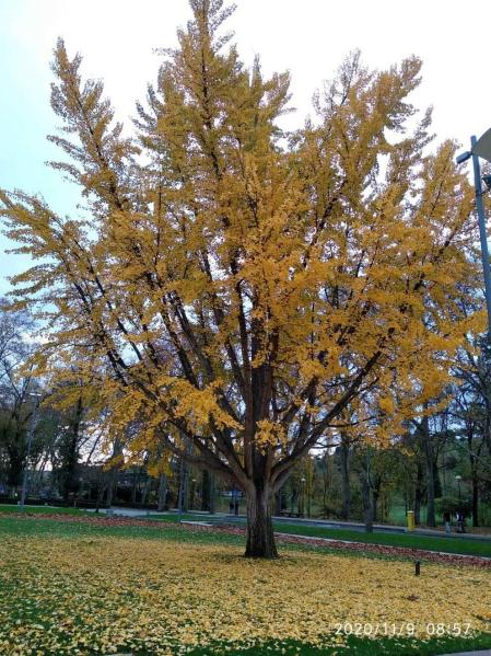 Fotos enviadas por los lectores durante el otoño de 2020.