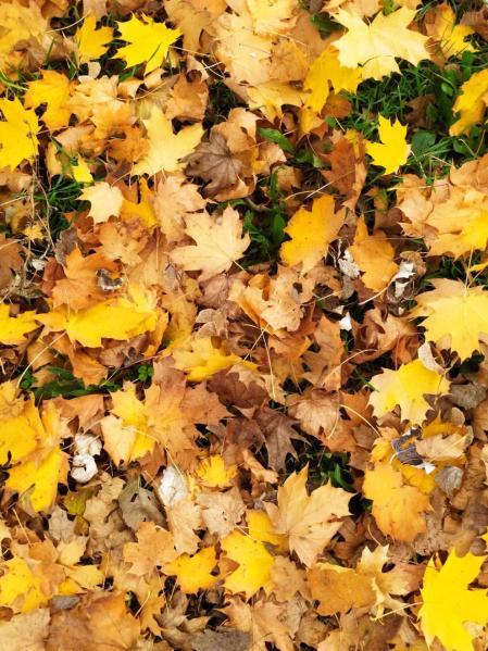 Fotos enviadas por los lectores durante el otoño de 2020.