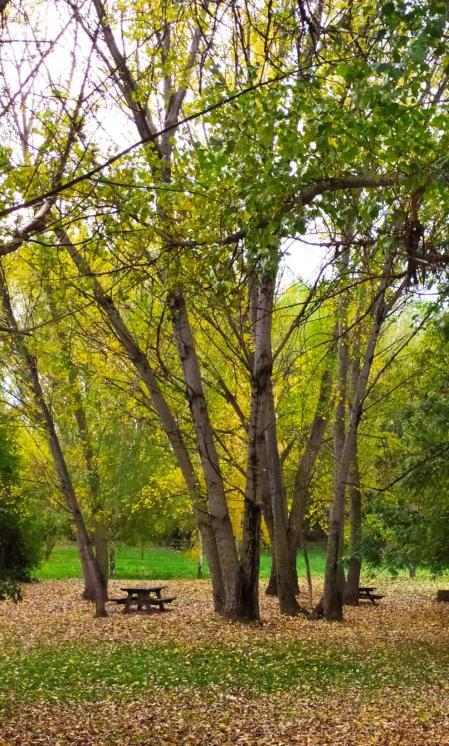 Fotos enviadas por los lectores durante el otoño de 2020.