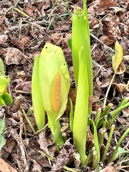Fotos de la primavera enviadas por los lectores de diariodenavarra.es