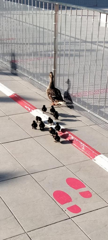 Una hembra adulta y varias crías, junto a la piscina de Anaitasuna
