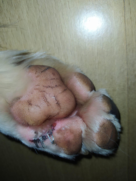 El animal sufrió un profundo corte en una de sus patas