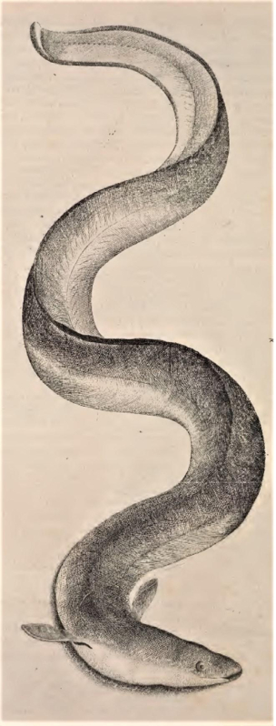 Anguila europea, según la ilustración incluida en el libro de Ippolito Salviani Aquatilium animalium historiae, impreso en Roma en 1554