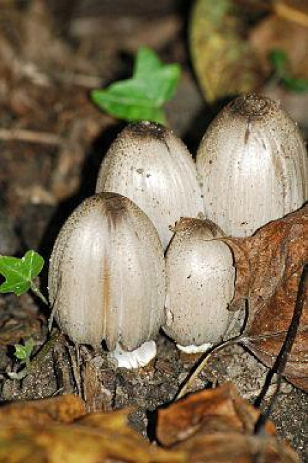 El Coprinus atramentarius puede confundirse fácilmente con el chipirón de monte (Coprinus comatus)