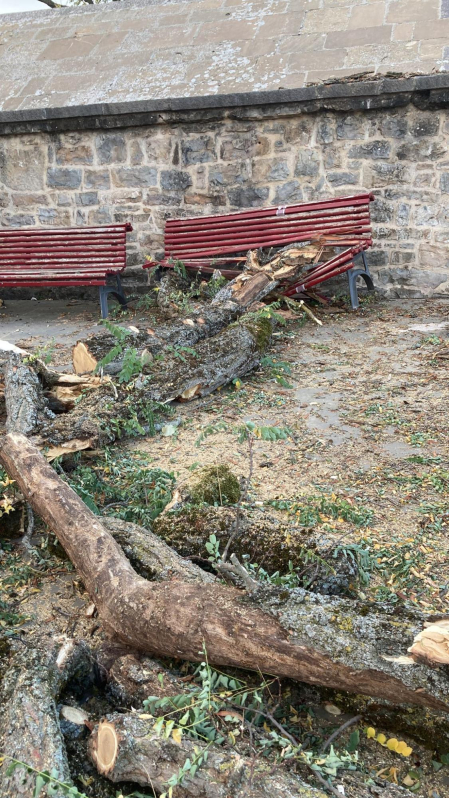 Árbol caído en el Redín, cerca del Caballo Blanco. Los árboles del Redín y de la ronda Barbazán están bastante abandonados y pasa lo que pasa.