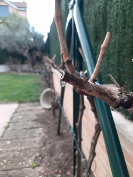 Lloran las viñas Mutilva