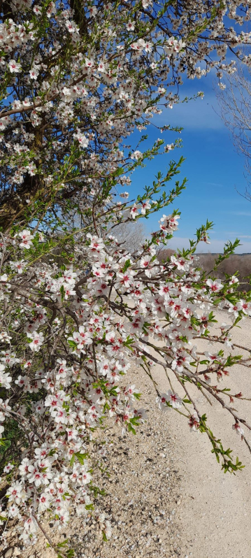 Caminos en flor. San Adrián
